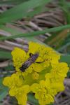 Macrophya