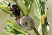 Tenthredo zona