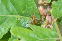 Tenthredopsis litterata