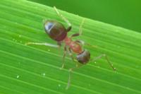 Lasius emarginatus