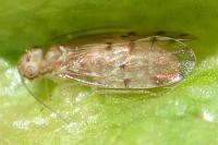 Ectopsocus petersi