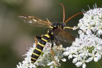 Hymenoptera