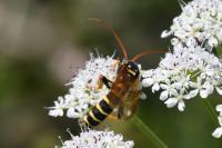 Hymenoptera