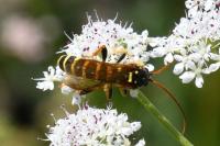 Hymenoptera