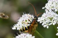 Hymenoptera