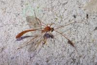 Enicospilus inflexus