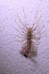 Scutigera coleoptrata