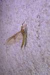 Ephemera glaucops