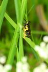 Macrophya