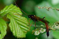 Therion circumflexum