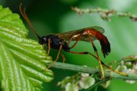 Therion circumflexum