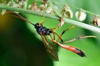 Therion circumflexum