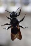 Andrena agilissima