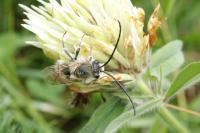 Eucera