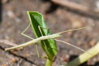 Clonopsis gallica