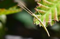 Clonopsis gallica