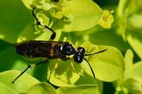Macrophya montana