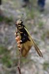 Libelloides coccajus