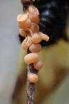 Libelloides coccajus