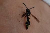 Eumenes papillarius