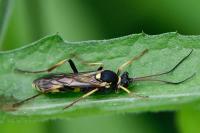 Amblyteles armatorius