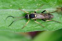 Amblyteles armatorius