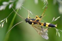 Amblyteles armatorius