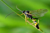 Amblyteles armatorius