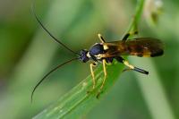 Amblyteles armatorius