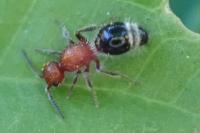 Cystomutilla ruficeps