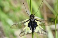 Libelloides coccajus