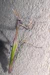 Empusa pennata