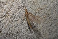 Ephemera glaucops