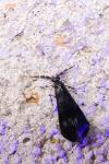 Mystacides azureus