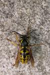 Vespula germanica