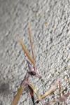 Empusa pennata