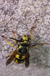 Vespula germanica
