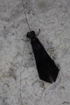 Mystacides azureus