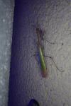 Empusa pennata