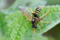 Tenthredo scrophulariae