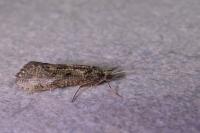 Hydropsyche