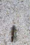 Ceraclea albimacula