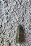 Ceraclea albimacula
