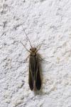 Chimarra marginata