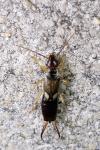 Forficula auricularia