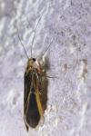 Chimarra marginata