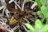 Vespa crabro