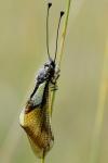 Libelloides coccajus
