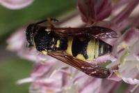 Ancistrocerus