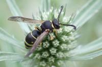 Ancistrocerus
